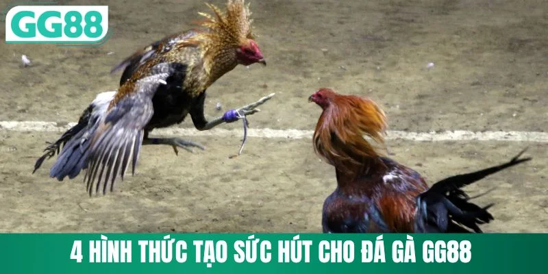 Đá Gà GG88 2 4 hình thức tạo sức hút cho đá gà GG88