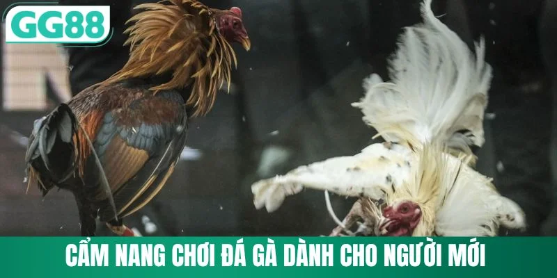 Đá Gà GG88 4 Cẩm nang chơi đá gà dành cho người mới